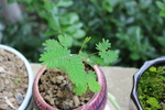 含羞草