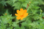 太阳花