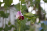 蚕豆花