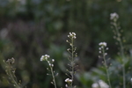 野花