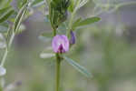 蚕豆花