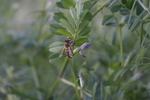 蜜蜂