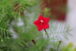 五角星花
