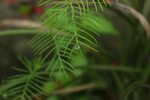 五角星花