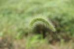 狗尾巴草