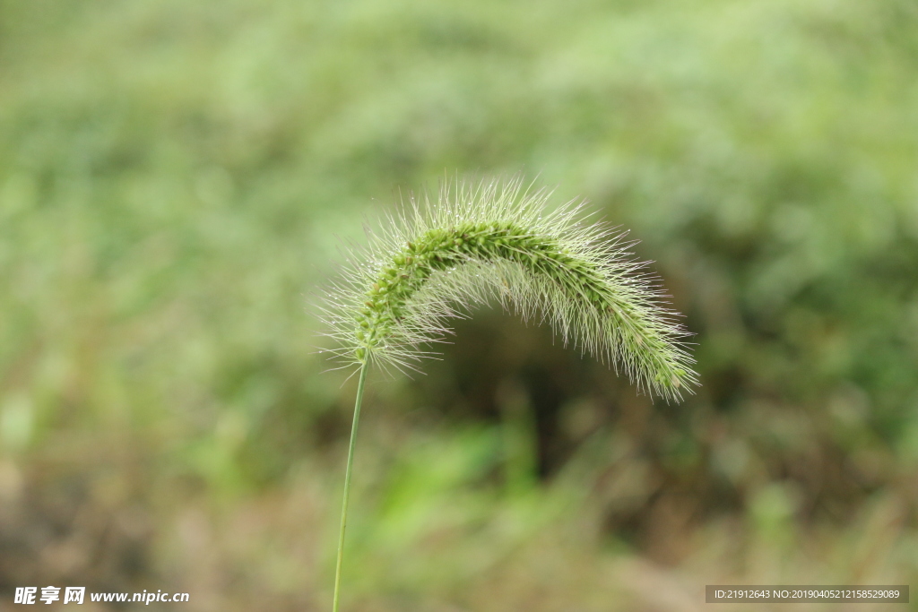 狗尾巴草