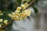 桂花