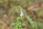 野花