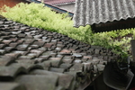 屋檐