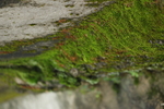 苔藓