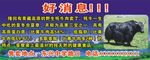 牦牛 好消息海报
