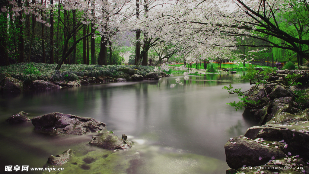 太子湾樱花湖水