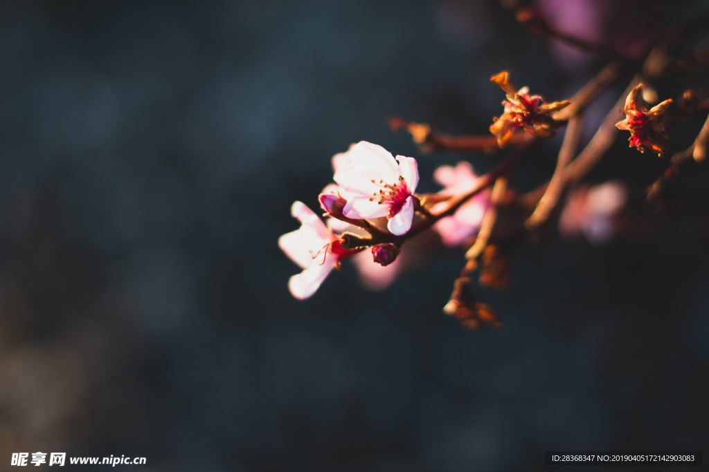 桃花