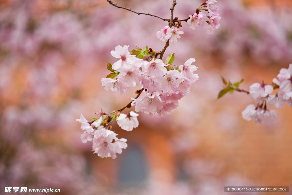 桃花