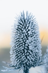 雪