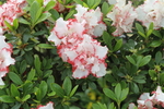 杜鹃花