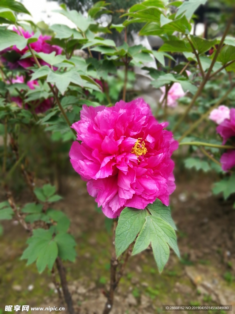 牡丹花