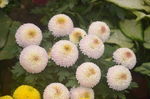乒乓菊