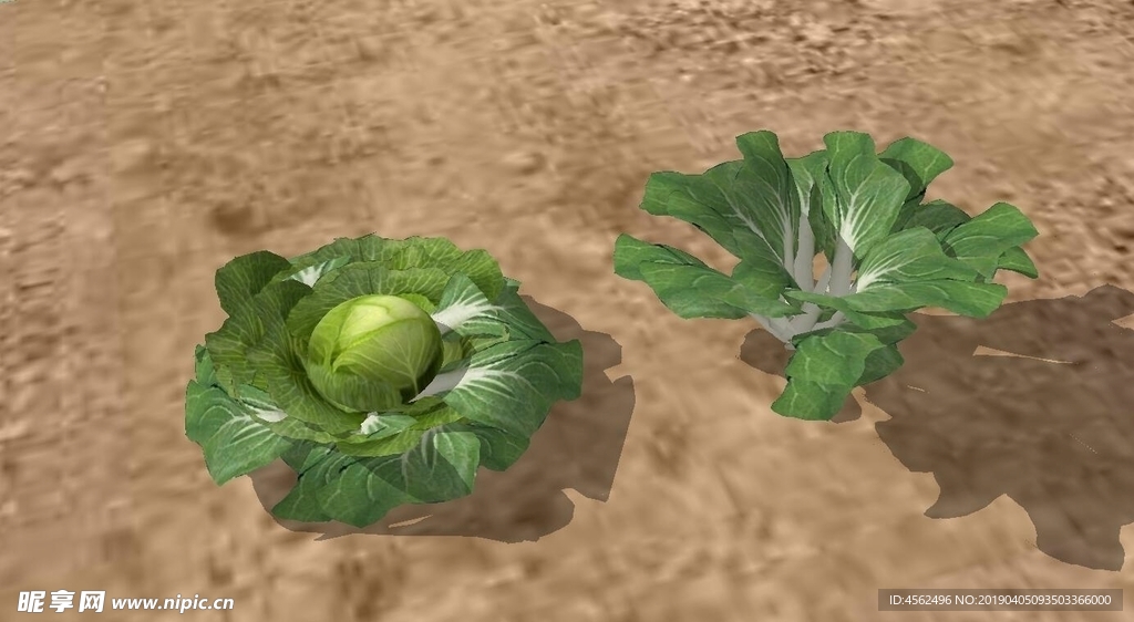 蔬菜模型