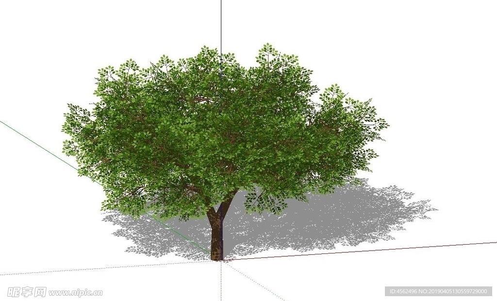 大树模型
