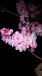 夜间粉桃花