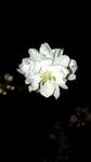 夜间白桃花