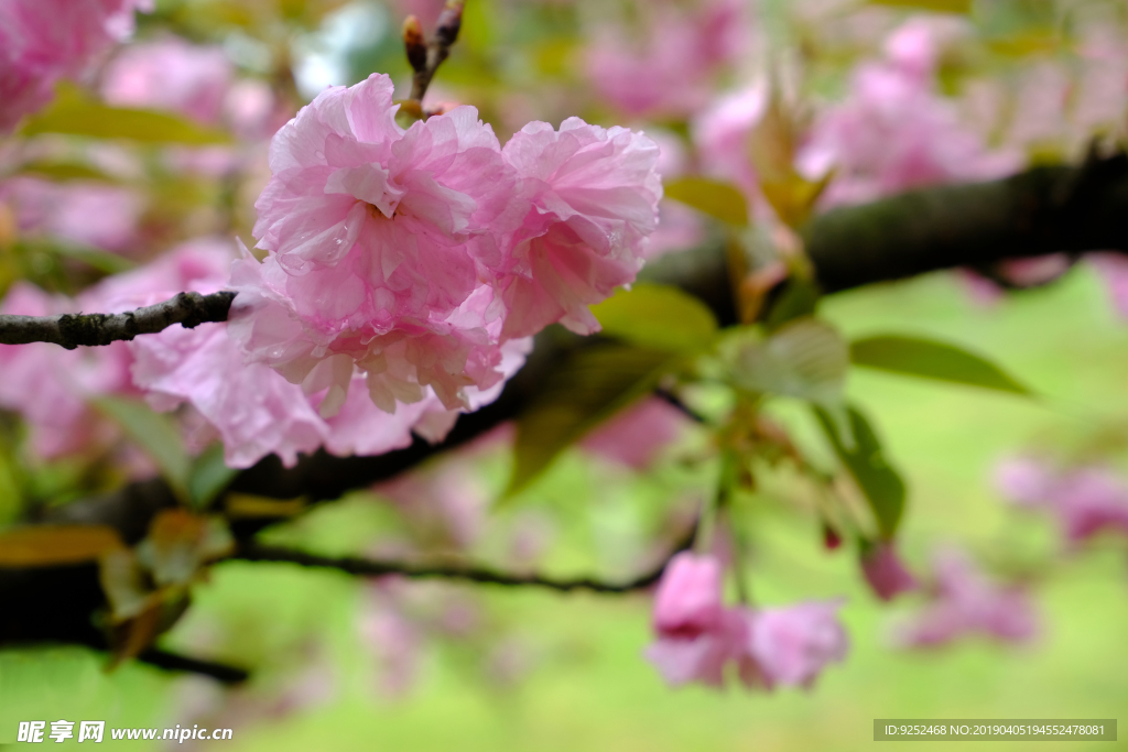 粉樱花