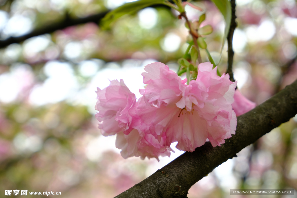 红樱花