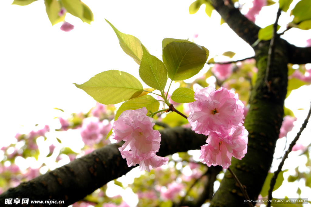 樱花树