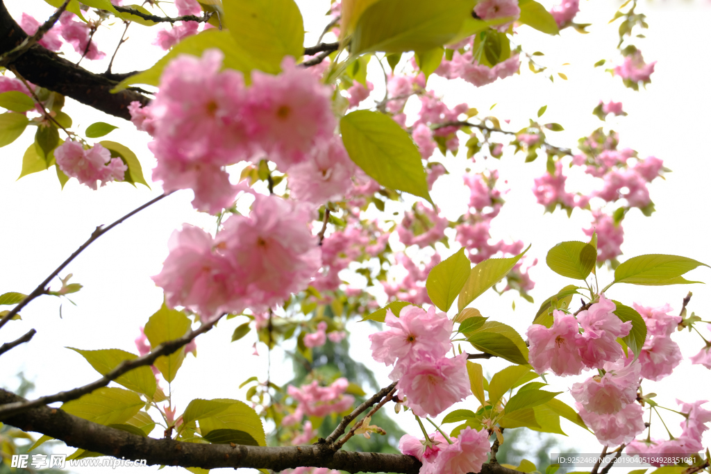 红樱花