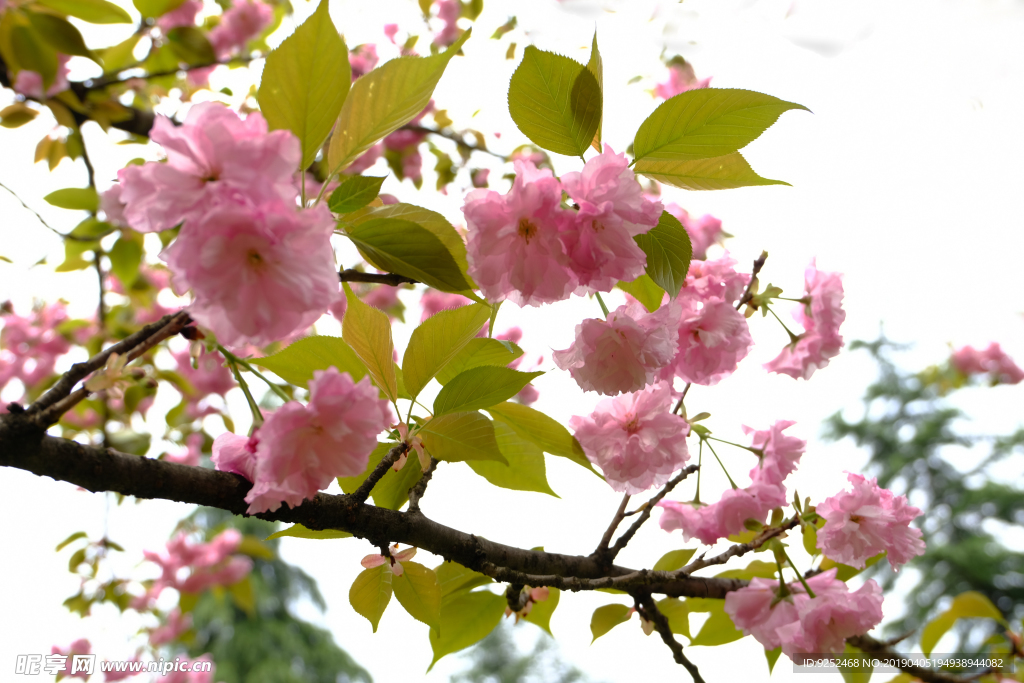 红樱花