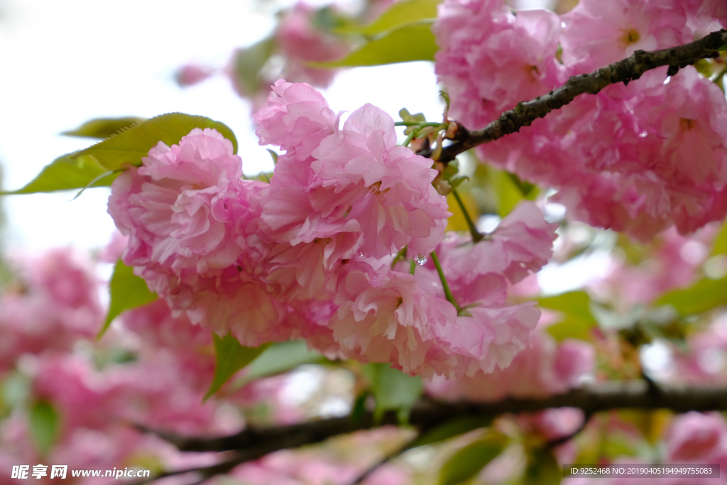 樱花特写