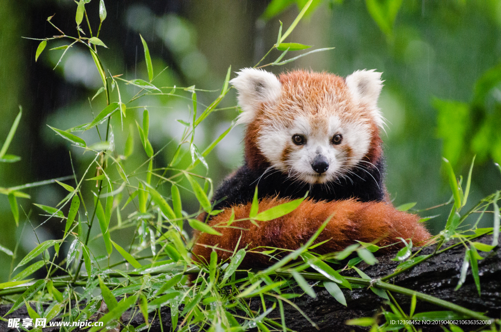 小熊猫