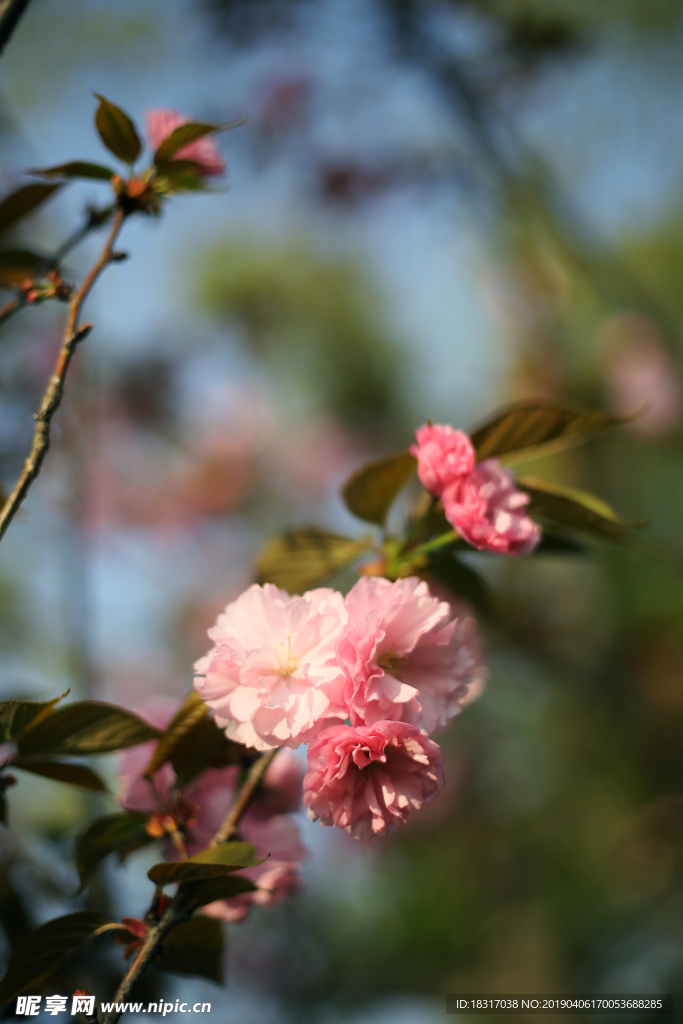 春意桃花