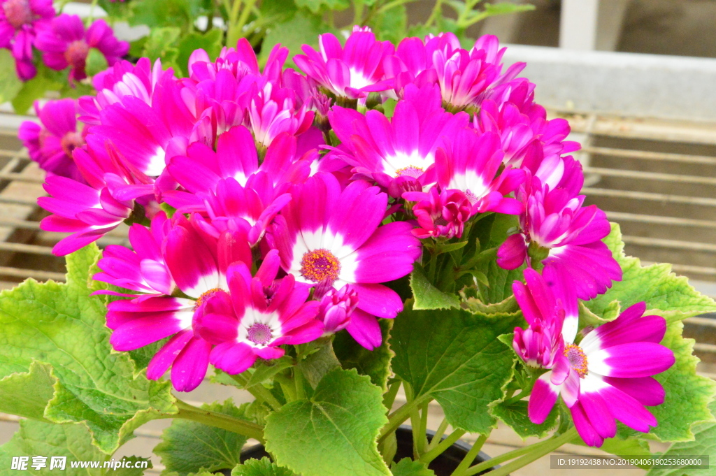 瓜叶菊