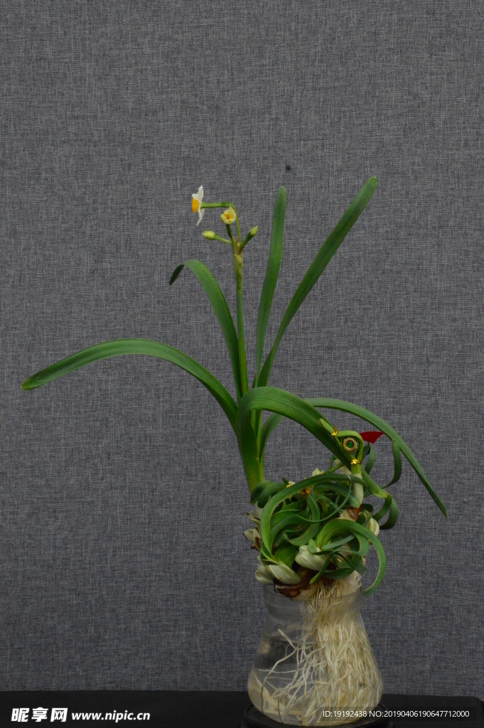 水仙花