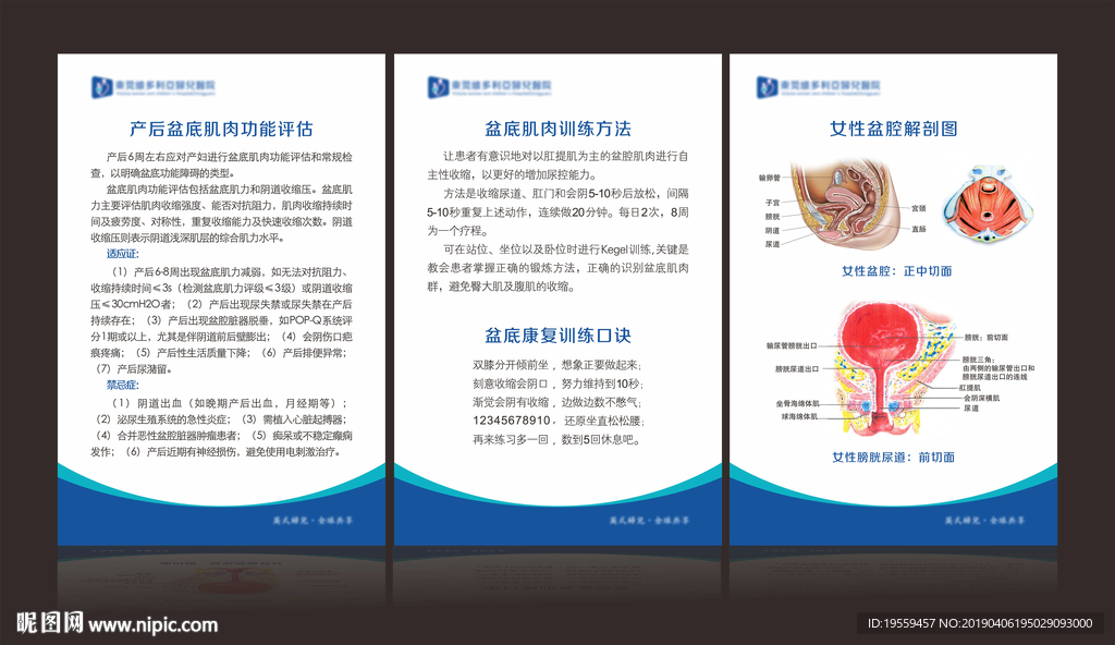 盆底肌展板