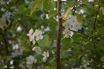 赏花