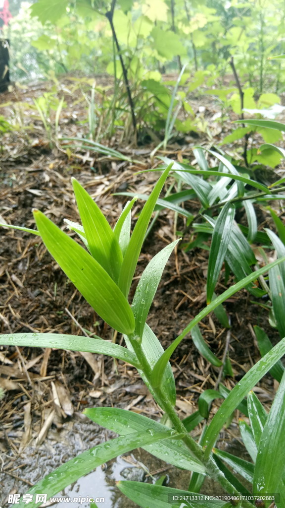百合