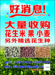 好消息 粮点收购