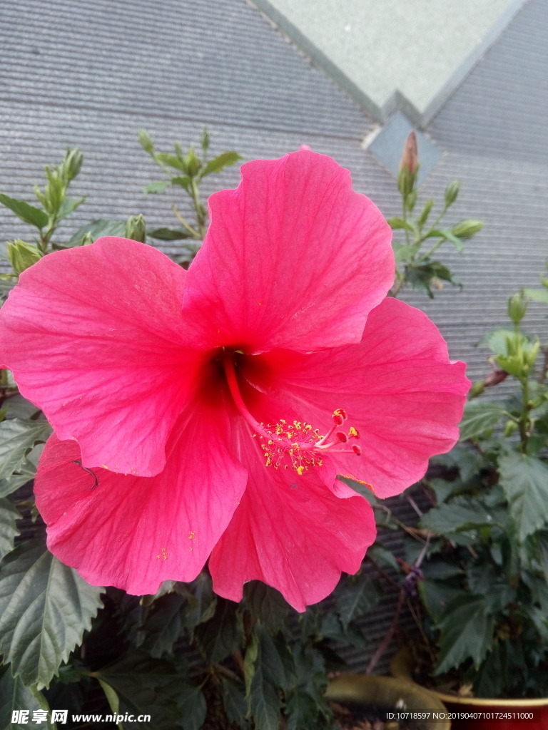 牵牛花