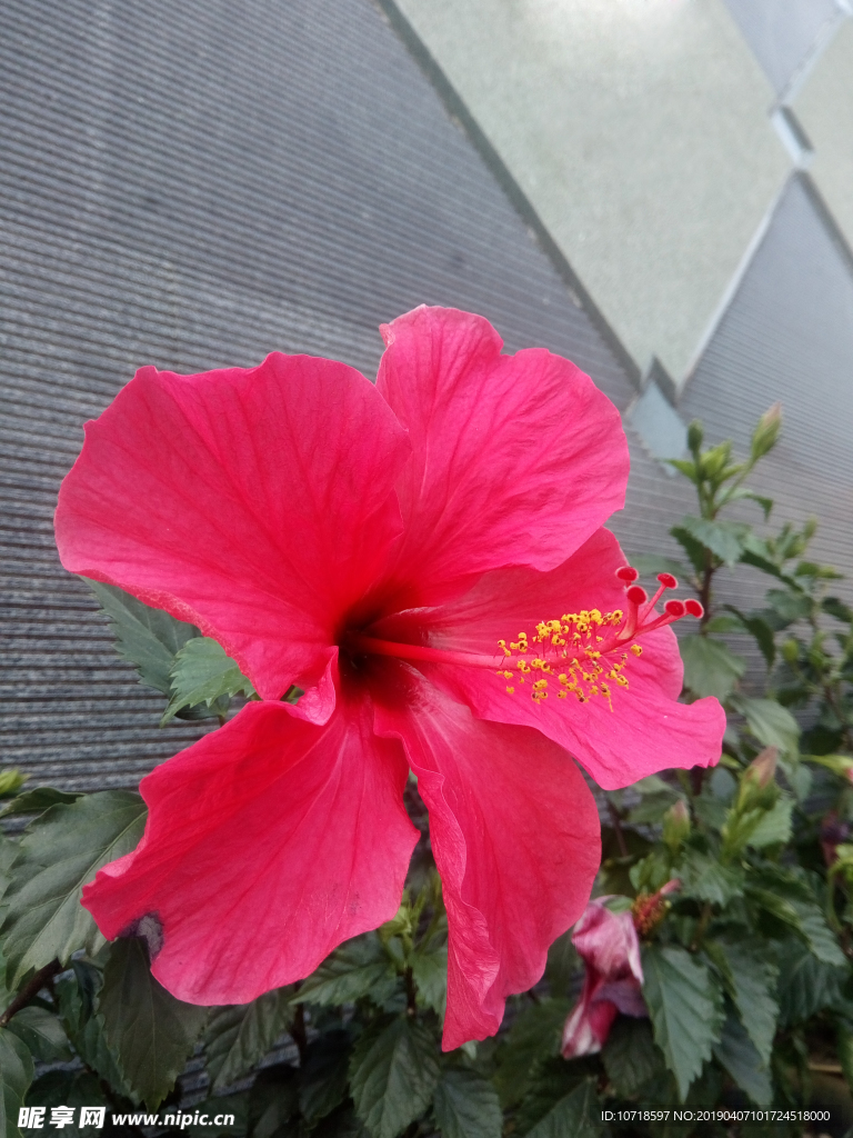 牵牛花