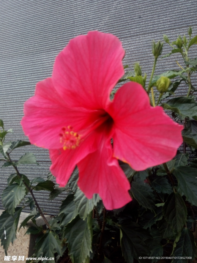 牵牛花