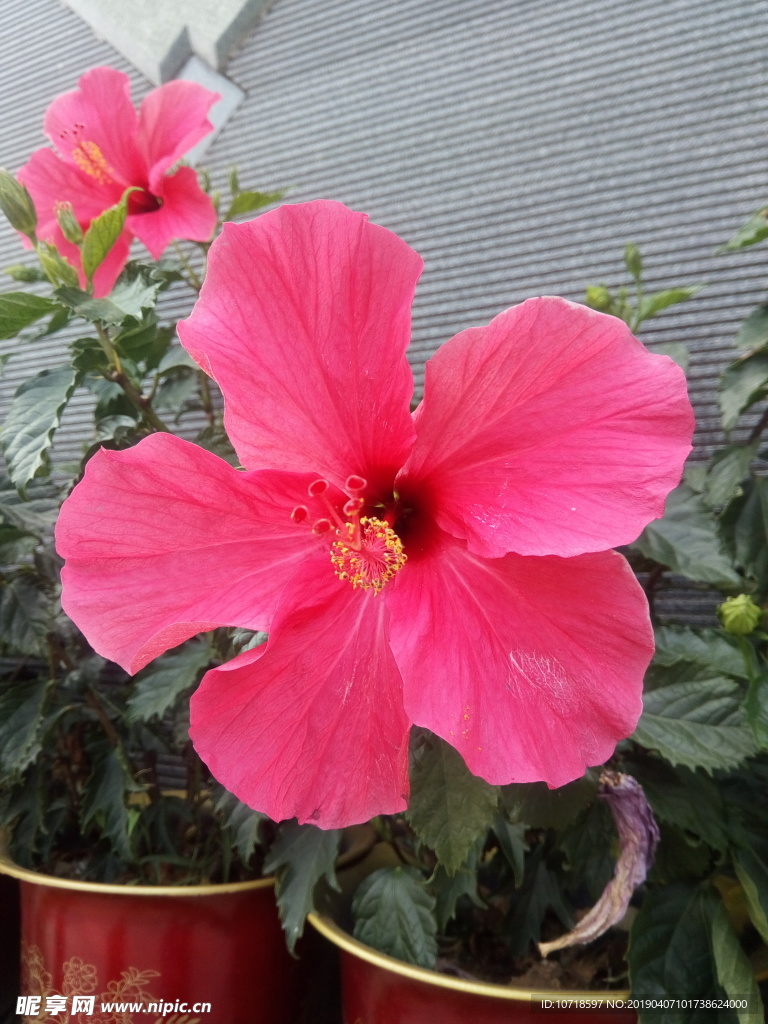 牵牛花