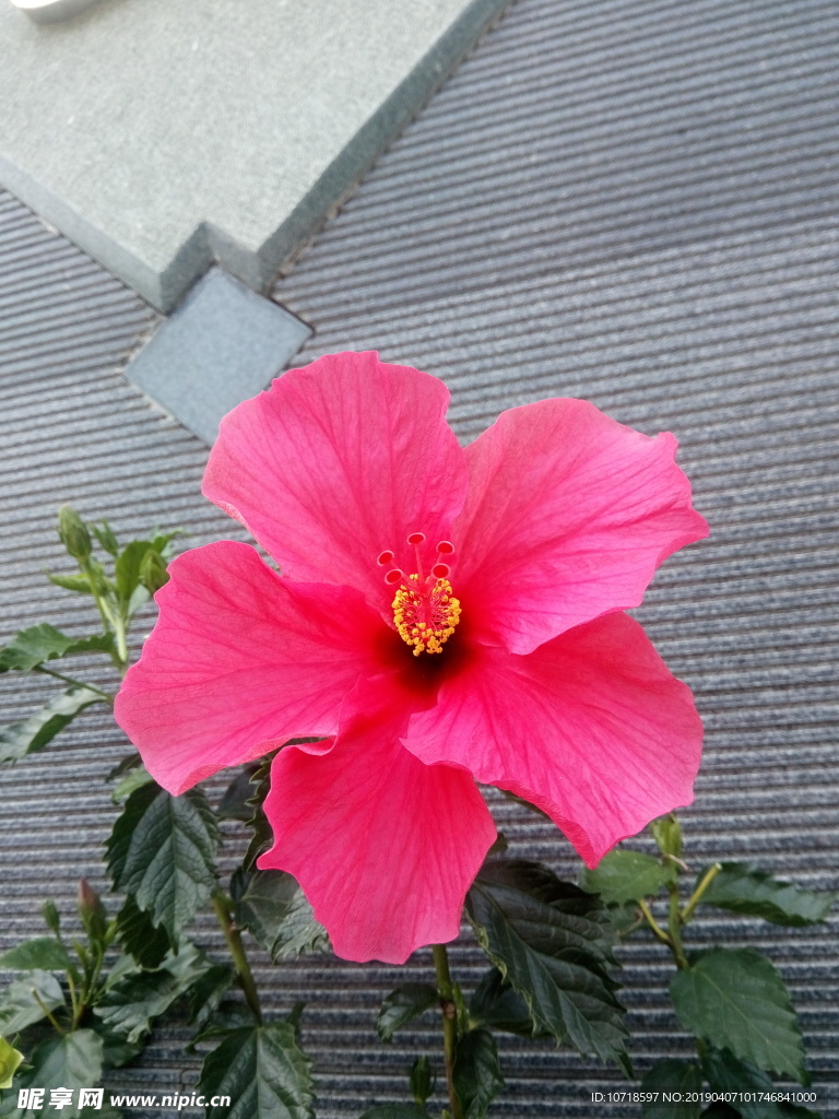 牵牛花