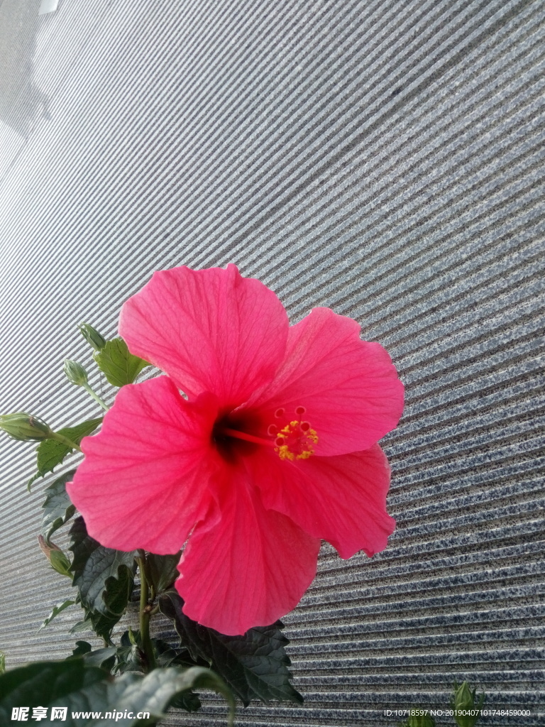 牵牛花