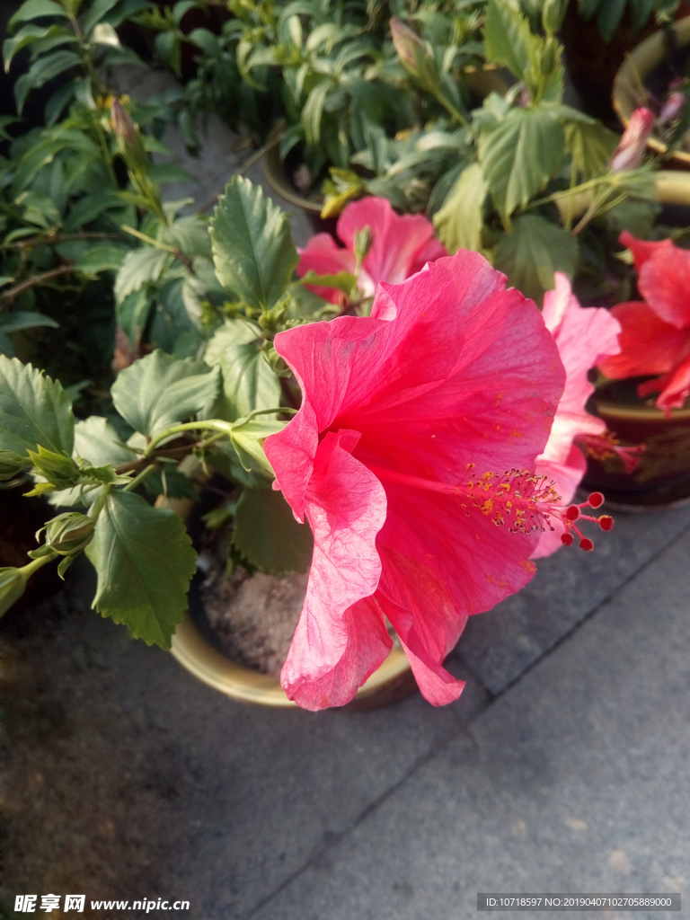 牵牛花