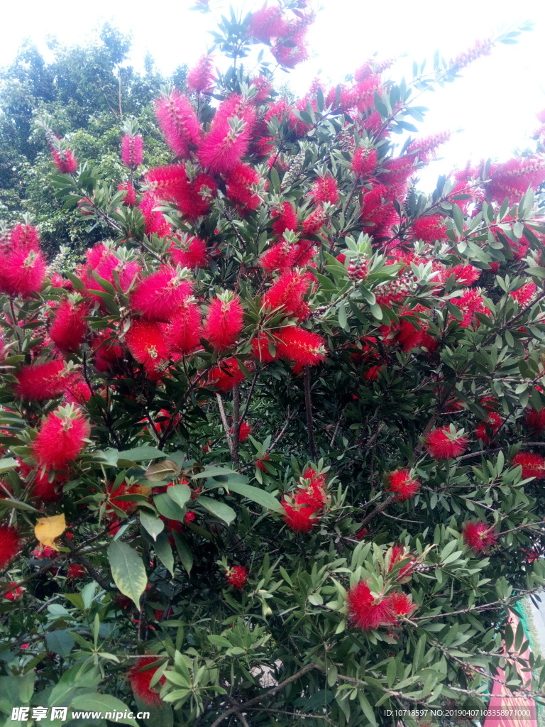 花草