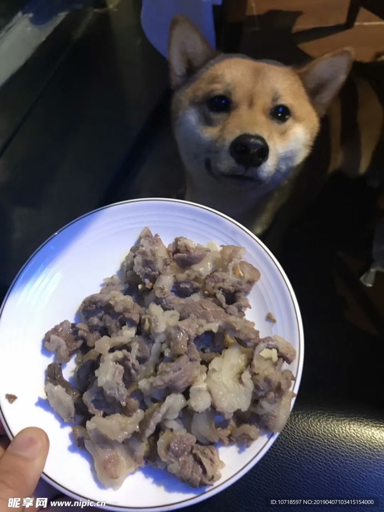 瘦肉喂狗