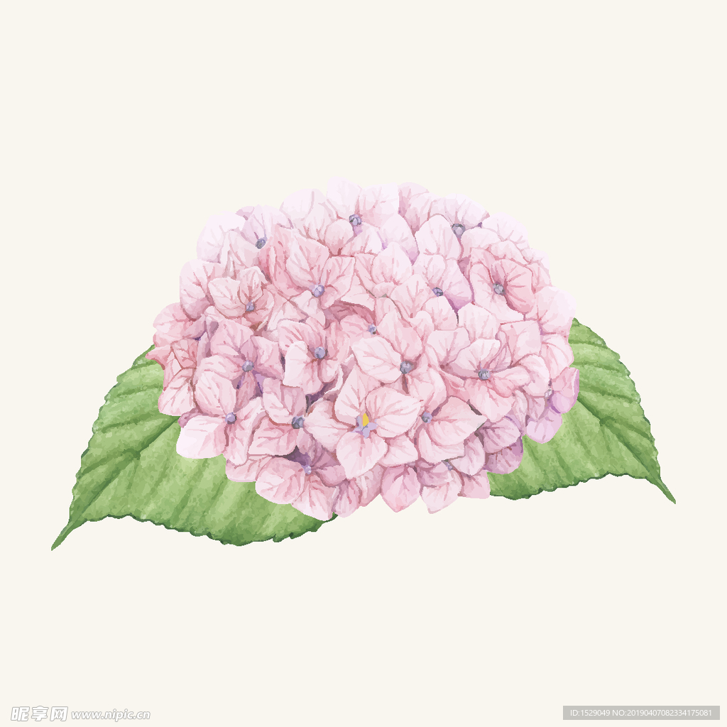 手绘水彩花朵